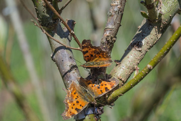 butterfly on a tree