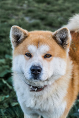 portrait of a akita dog hachiko 