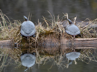 Wild Painted Turtles