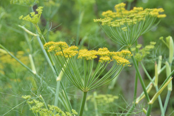フェンネルの花