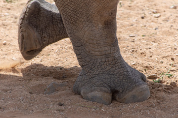 A white rhinoceros or square-lipped rhinoceros (Ceratotherium simum) feet moving across the dirt.