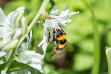bee on a white flower