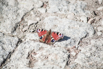 Fototapeta na wymiar butterfly on a stone 