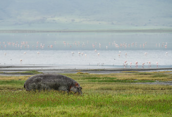 Nilpferd Ngorongro Krater © Robert Styppa