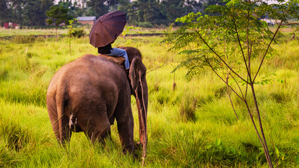 Elephant in Chitwan (Nepal) © Rene