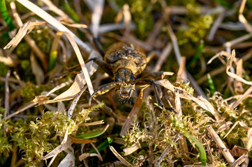 macro of a hardwood runner in Varmland Sweden april 2019