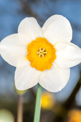 Fototapeta na wymiar Daffodils - Narcissus pseudonarcissus - in springtime
