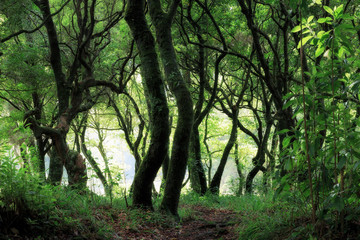 Beautiful green nature view of the UNESCO Laurissilva forest (Laurel forest) in the mountains of Madeira in summer