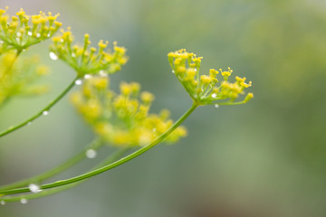 Close up of blooming dill flowers. Nature background.
