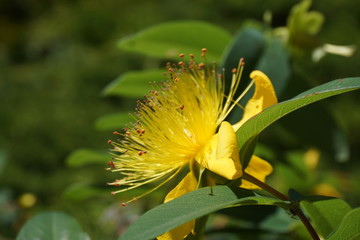Yellow flower