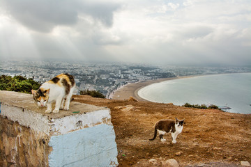 koty, widok na Agadir, Maroko