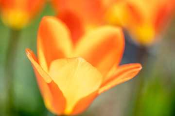 Tulips - Tulpia - in springtime
