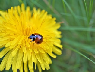 ladybug on flower