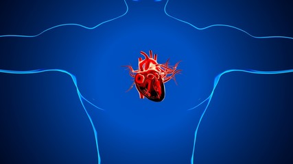 3d rendered anatomy illustration of a human heart
