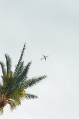 Airplane flying over tropical palm tree and sunset sky abstract background