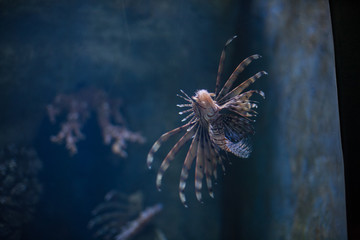 Beautiful colored fish in the water. Underwater world. Aquarium colorful fishes in dark deep blue water. 