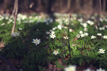 white snowdrops Anemone in the forest
