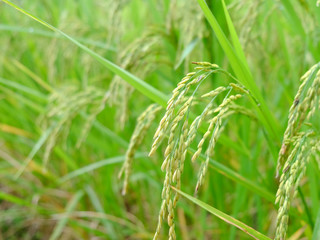 ear of paddy in rice field, Thailand