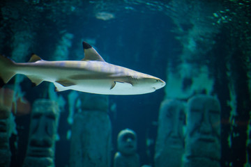 Nurse shark swimming along the reef. Shark swimming with other fishes in a fish keeper tank of an aquarium