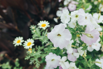 Beautiful flowers in nature park outdoor spring