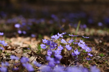 snowdrops gepatica in the forest