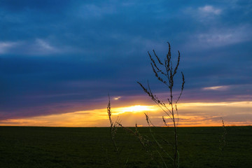 Dry grass stems on the background of the sunset on the field in Ukraine.