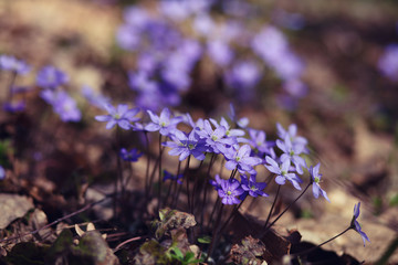 snowdrops gepatica in the forest