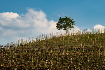 View of the winding hills over the vineyards and clouds in the Langhe Piedmont, the sky is blue, on the top a tree