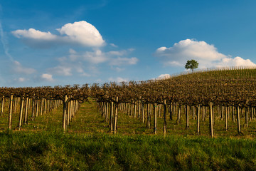 View of the winding hills over the vineyards and clouds in the Langhe Piedmont, the sky is blue, on the top a tree