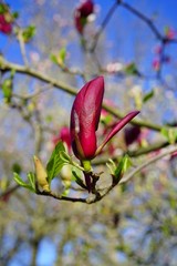 Pink flowers of a magnolia tree in spring