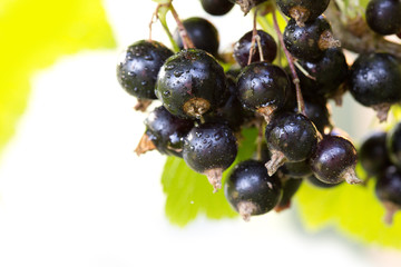 Black currant berries on a branch in summer garden.