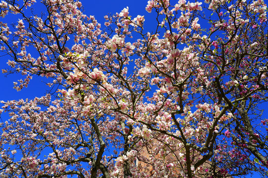Pink flowers of a magnolia tree in spring