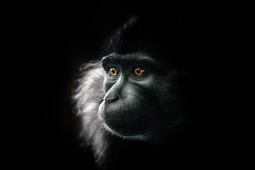 A black crested mangabey at the zoo.