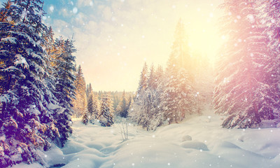 Breathtaking Winter Landscape. Sunlight sparkling in the snow. Christmas Scene with Falling snow. Holiday winter landscape background. Postcard. impressively beautiful Winter. Instagram Filter.