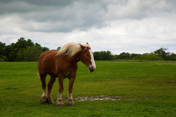 Obraz premium Draft Horses on Mach Road on the Bluebonnet Trail Near Ennis, Texas