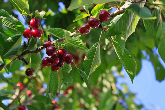 Cherries hanging on a cherry tree branch.