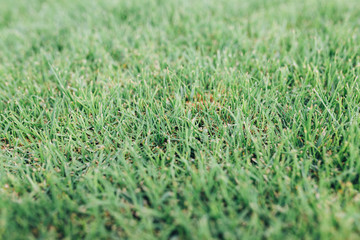 Fototapeta premium Green grass texture background