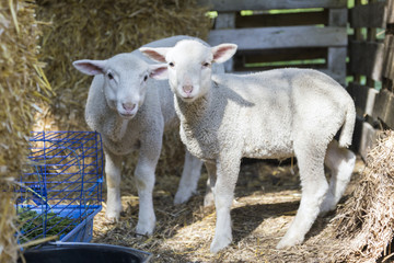 zwei lämmer stehen beim Trog