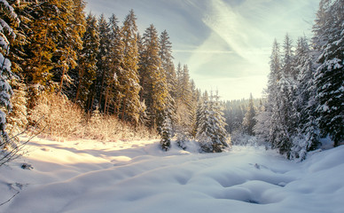 Wonderful wintry landscape. Majestic white spruces glowing by sunlight. Picturesque and gorgeous...