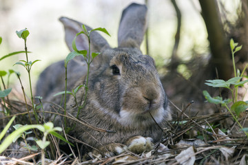 osterhase sitzt im gras