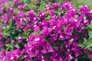 Natural seasonal landscape of flowers using as background or wallpaper