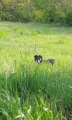 Black dog is playing on field