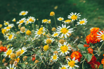 Background of summer flowers in garden outdoor nature