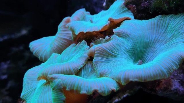 Montipora capricornis coral in blue aquarium waters. Plate coral ecosia, red monti cup corals on sea bottom. Footage of underwater world and hard-coral reefs, marine seascape scenery on video