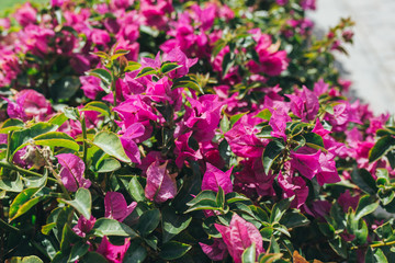 Background of summer flowers in garden outdoor nature
