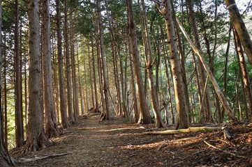 朝日射し込む山林