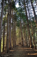 朝日射し込む山林