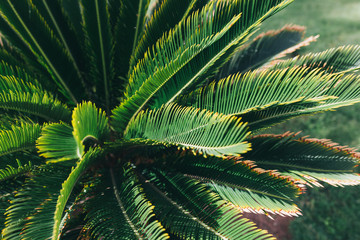 Green leaf of tropical forest plant for nature pattern and background