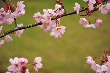 close-up of a twig of a flowering cherry tree