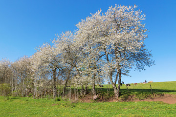 Fototapeta na wymiar Flowering cherry trees